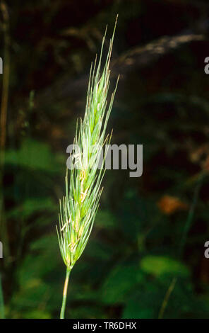 wood barley (Hordelymus europaeus), inflorescence, Germany Stock Photo