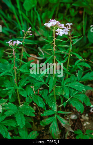 Coralroot, Bulb-bearing toothwort (Cardamine bulbifera, Dentaria bulbifera), blooming, Germany Stock Photo