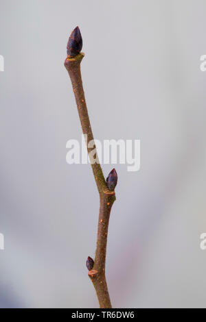 Scotch elm, Wych elm (Ulmus glabra, Ulmus scabra), branch with buds, Germany Stock Photo