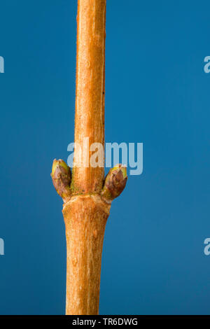 field maple, common maple (Acer campestre), buds, Germany Stock Photo