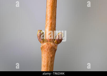 field maple, common maple (Acer campestre), buds, Germany Stock Photo