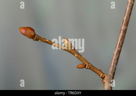 Common hazel (Corylus avellana), branch with buds, Germany Stock Photo