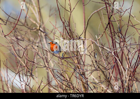 European robin (Erithacus rubecula), sitting in a bush in winter, Germany Stock Photo