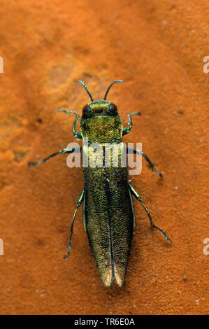 beech borer, flat-headed wood borer (Agrilus viridis), sitting on a leaf, view from above, Germany Stock Photo