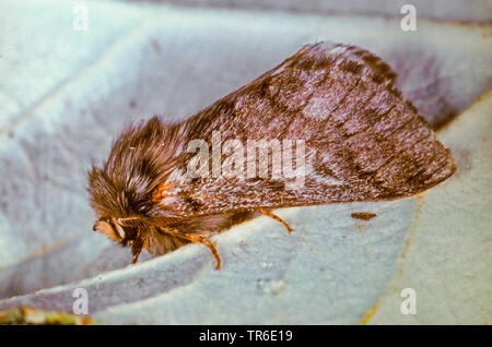 pine processionary moth (Thaumetopoea pinivora, Traumatocampa pinivora), imago on a leaf, side view, Germany Stock Photo