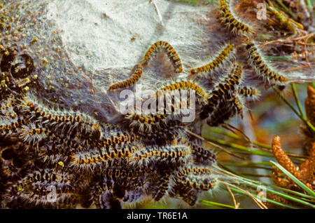 pine processionary moth (Thaumetopoea pinivora, Traumatocampa pinivora), caterpillars in the web, Germany Stock Photo