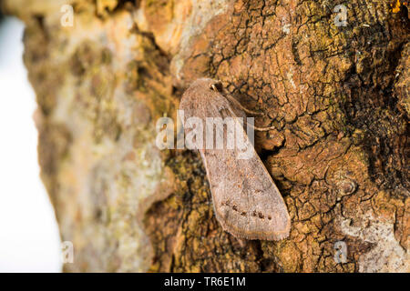 Lead-coloured Drab (Orthosia populeti), imago at bark, side view, Germany Stock Photo