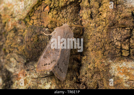 Lead-coloured Drab (Orthosia populeti), imago at bark, view from above, Germany Stock Photo