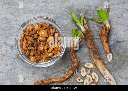 blue sailors, common chicory, wild succory (Cichorium intybus), collected root of chicory, Germany Stock Photo