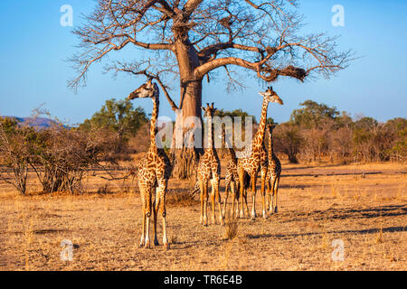 Thornicrofti's giraffe (Giraffa camelopardalis thornicrofti), cow giraffes with young animals in the savannah, Zambia, South Luangwa National Park