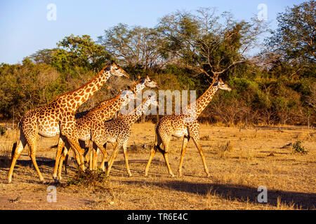 Thornicrofti's giraffe (Giraffa camelopardalis thornicrofti), cow giraffes with young animals in the savannah, Zambia, South Luangwa National Park Stock Photo