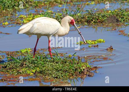 African spoonbill (Platalea alba), foraging in shallow water, side view, Zambia, South Luangwa National Park Stock Photo