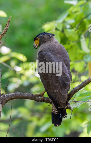 crested serpent eagle (Spilornis cheela), sitting on a branch, rear view, India Stock Photo