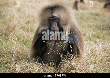 gelada, gelada baboons (Theropithecus gelada), sitting on dried grass and feeding, front view, Ethiopia Stock Photo