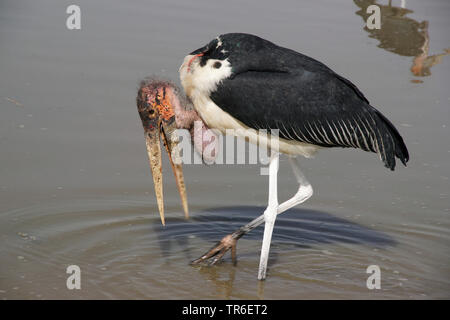 marabou stork (Leptoptilos crumeniferus), foraging in shallow water, side view, Ethiopia Stock Photo