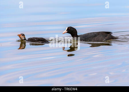 black coot (Fulica atra), adult blowing off a foreign juvenile, Germany, Mecklenburg-Western Pomerania, Malchiner See Stock Photo