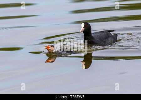 black coot (Fulica atra), adult blowing off a foreign juvenile, Germany, Mecklenburg-Western Pomerania Stock Photo