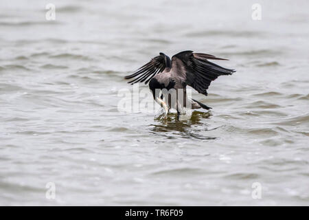 Hooded crow (Corvus corone cornix, Corvus cornix), with caught fish in the beak, Germany, Mecklenburg-Western Pomerania Stock Photo