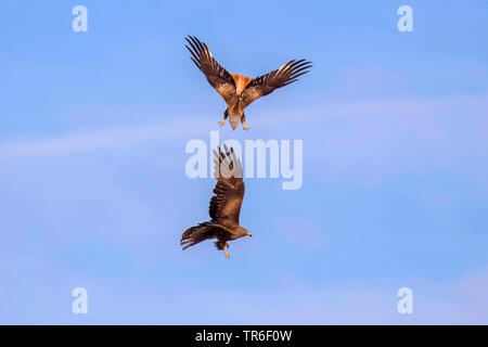 Black kite, Yellow-billed kite (Milvus migrans), red kite attacking black kite in flight, Germany, Mecklenburg-Western Pomerania Stock Photo