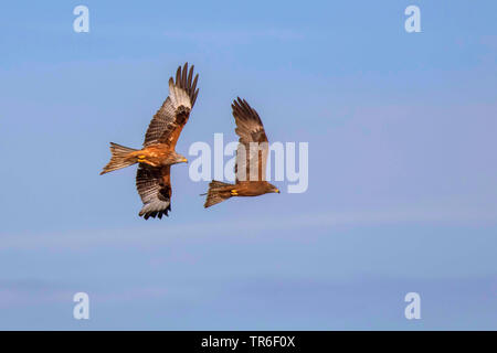 Black kite, Yellow-billed kite (Milvus migrans), red kite attacking black kite in flight, Germany, Mecklenburg-Western Pomerania Stock Photo