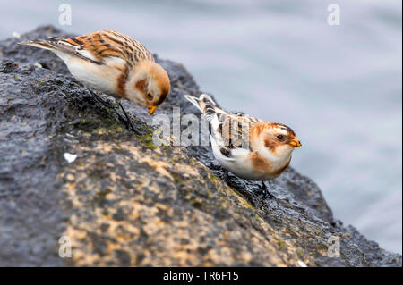 snow bunting (Plectrophenax nivalis), two snow buntings foraging on a coastal cliff at the Baltic ocean, Germany, Mecklenburg-Western Pomerania Stock Photo