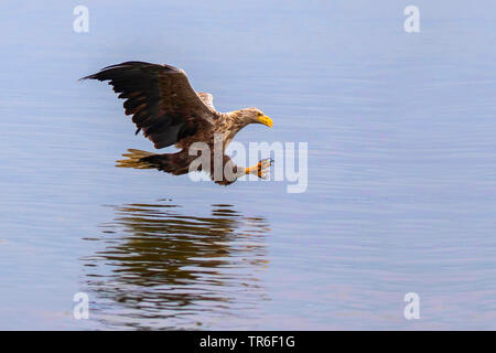 white-tailed sea eagle (Haliaeetus albicilla), fishing close to the water surface, side view, Germany, Mecklenburg-Western Pomerania, Malchiner See Stock Photo