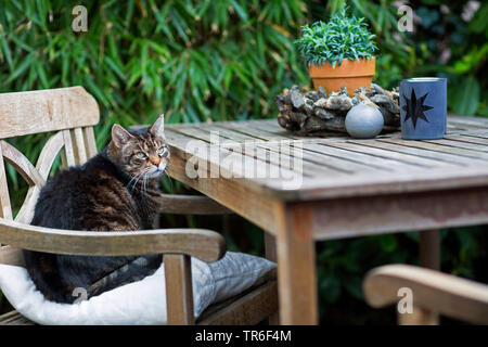 domestic cat, house cat (Felis silvestris f. catus), lying on garden chair, Germany Stock Photo