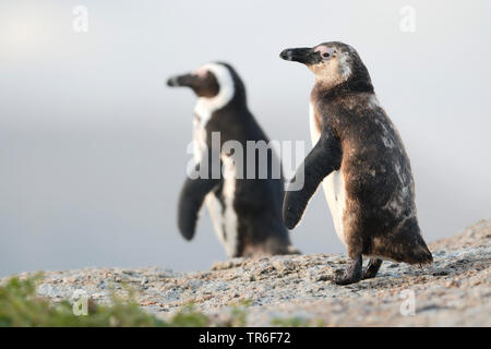 Jackass penguin, African penguin, Black-footed penguin (Spheniscus demersus), two Black-footed penguins on a rock, South Africa Stock Photo
