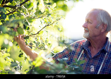 senior looking at an apple on the tree, Germany Stock Photo