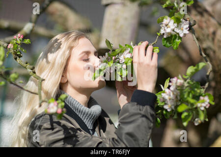 young blond woman sniffing apple blossoms, Germany Stock Photo
