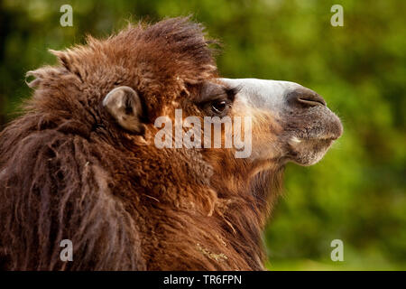 Bactrian camel, two-humped camel (Camelus bactrianus), portrait, Germany Stock Photo