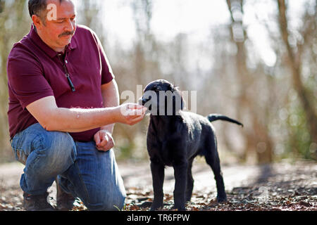 Flat Coated Retriever (Canis lupus f. familiaris), man with whelp in the forest, Germany Stock Photo