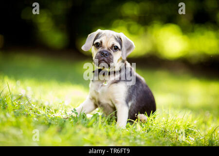 domestic dog (Canis lupus f. familiaris), young male Puggle sitting in a meadow with a daisy in the snout, Germany Stock Photo