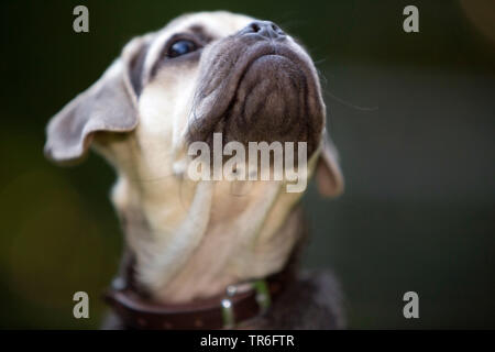 domestic dog (Canis lupus f. familiaris), young male Puggle looking up, portrait, Germany Stock Photo