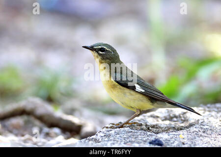 black-throated blue warbler (Dendroica caerulescens), female on the ground, Cuba, Zapata  National Park Stock Photo