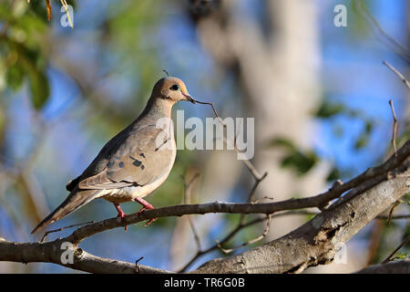 mourning dove (Zenaida macroura), sitting on a tree iwth twig in the beak, Zapata  National Park Stock Photo