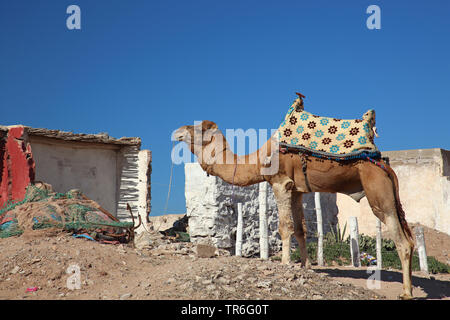dromedary, one-humped camel (Camelus dromedarius), tied up riding camel, Morocco, Souss Massa National Park, Tifnite Stock Photo