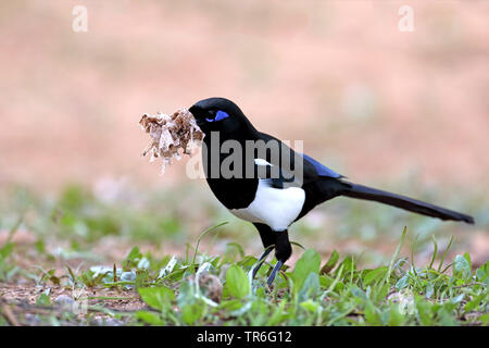 Maghreb Magpie (Pica pica mauritanica, Pica mauritanica), on the ground with garbage in the bill, Morocco, Souss Massa National Park Stock Photo