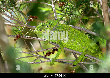 Mediterranean chameleon, African chameleon, common chameleon (Chamaeleo chamaeleon), sitting on a branch, Spain, Andalusia Stock Photo