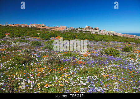 colourful wild flowers in spring at Postberg, South Africa, Western Cape, West Coast National Park Stock Photo
