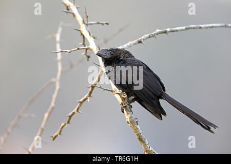 smooth-billed ani (Crotophaga ani), sitting in a briar, Cuba, La Guira National Park Stock Photo