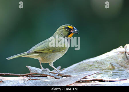 Yellow-faced Grassquit (Tiaris olivaceus), male sitting on a log with feed in the bill, Cuba, Cayo Coco Stock Photo