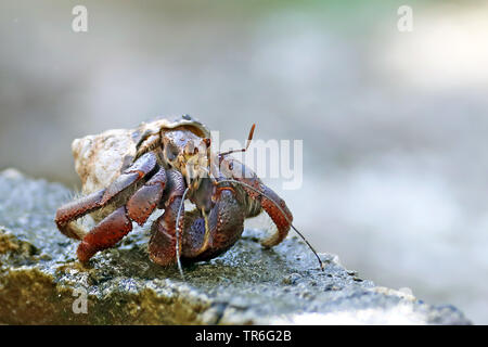 Purple Pincher Land Hermit Crab, Caribbean Hermit Crab (Coenobita clypeatus), on a stone, Cuba, Cayo Coco Stock Photo