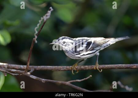 black-and-white warbler (Mniotilta varia), sitting on a branch, Cuba, Cayo Coco Stock Photo