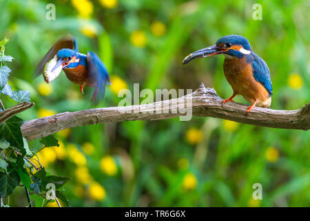 river kingfisher (Alcedo atthis), pair sitting on a branch with fishes in the bill, Switzerland, Lake Constance Stock Photo