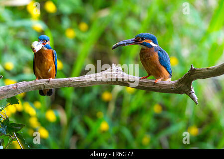 river kingfisher (Alcedo atthis), pair sitting on a branch with fishes in the bill, Switzerland, Lake Constance Stock Photo