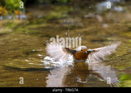 European robin (Erithacus rubecula), bathing in shallow water, Switzerland, Sankt Gallen Stock Photo