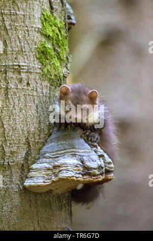Beech marten, Stone marten, White breasted marten (Martes foina), young stone marten sitting on a tree bracket at an old tree, Czech Republic, Hlinsko Stock Photo