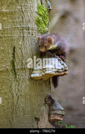 Beech marten, Stone marten, White breasted marten (Martes foina), young stone marten sitting on a tree bracket at an old tree, Czech Republic, Hlinsko Stock Photo