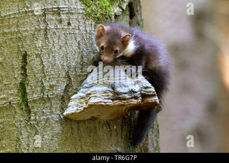 Beech marten, Stone marten, White breasted marten (Martes foina), young stone marten sitting on a tree bracket at an old tree, Czech Republic, Hlinsko Stock Photo